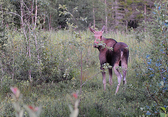 älg_110729